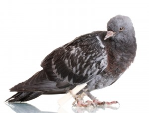 Google Pigeon Update